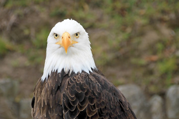 Portrait of a beautiful bald eagle, haliaeetus leucocephalus