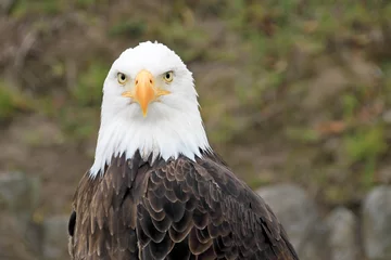 Foto op Plexiglas Portrait of a beautiful bald eagle, haliaeetus leucocephalus © reisegraf