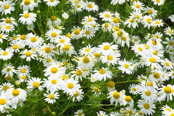 Fototapeta premium daisies in a meadow