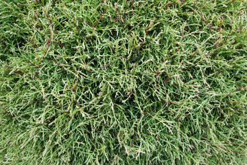 Naturalne tło fotograficzne © Senatorek