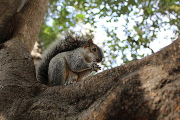 Squirrel