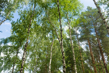 birch grove