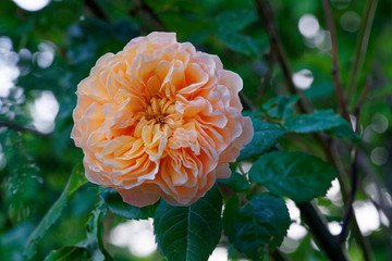 The rose 'Grace' has apricot or apricot blend petals with a strong, tea fragrance. It has a medium, very full rosette bloom form.