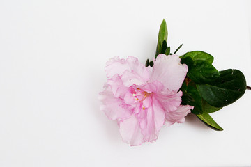 Розовый цветок на белом фоне. 