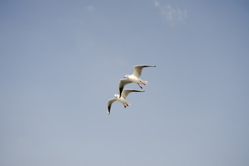 Seagull. seagulls flying in the back of the ships at sea.