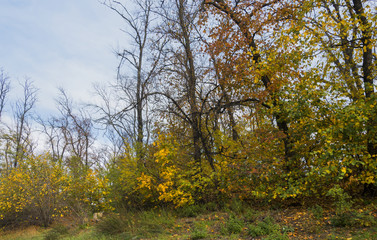 group of autumn trees against the sky