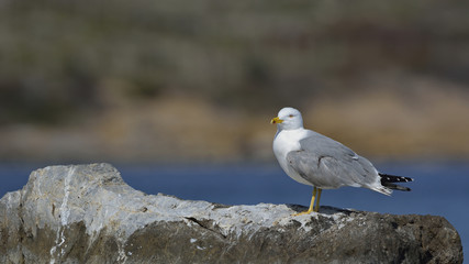 Yellow-legged Gull (Larus michahellis), Greece