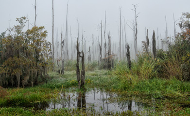 Dead and dying cypress trees in fog in the Guste island Louisiana caused by saltwater intrusion into a freshwater marsh.