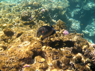 Tropical exotic fish acanthurus underwater in the water Red Sea