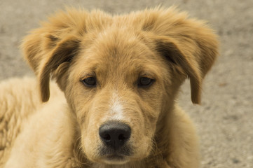 Obraz premium The dog portrait