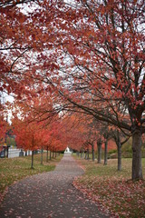 Naklejka premium autumn