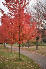 Naklejka premium autumn