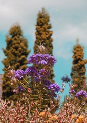 Obraz premium Blume