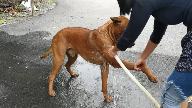 Thai ridgeback dog takes a bath on a hot summer day with a woman. thailand