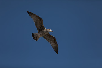 Möwe im Flug