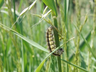 Raupe