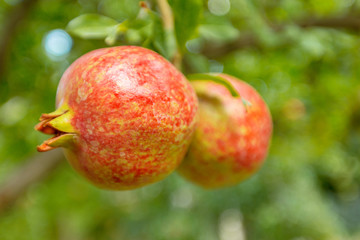 ripe pomegranate on the tree