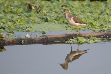 Sandpiper