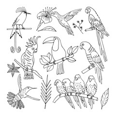 Tropical bird, illustration, 