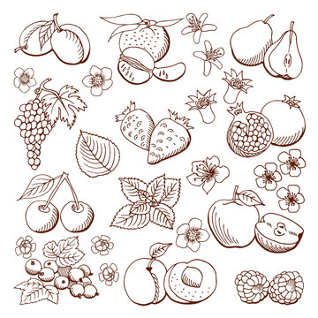 fruits and berries. illustration.Design elements.
