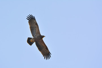 Lesser Spotted Eagles (Aquila pomarina), Crete