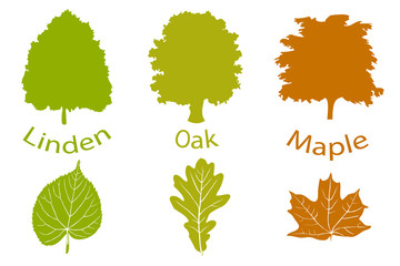 The set of simple icons of trees and leaves. Linden, oak and maple