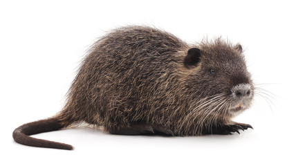 One brown nutria.