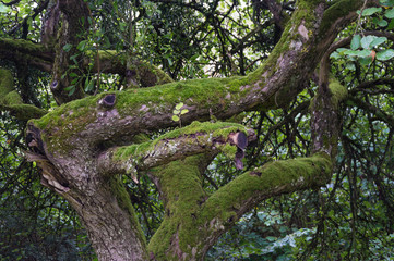 Old tree covered with moss and mistletoe Viscum album