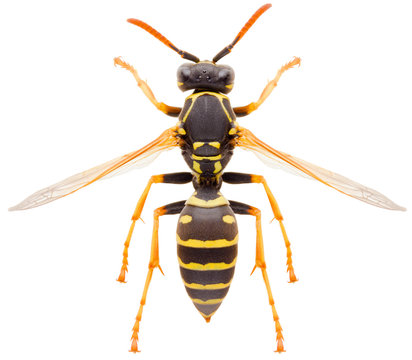 Yellow striped Paper wasp Polistes nimpha isolated on white background, dorsal view of eusocial vespid wasp or umbrella wasp