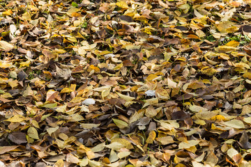 Autumn leaves in the country house of madrid