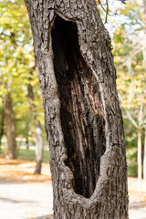 Fototapeta premium tree trunk bored in the country house of madrid
