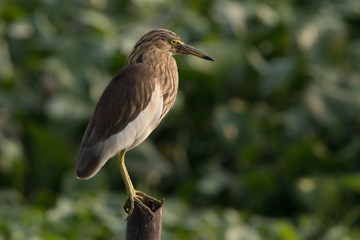heron