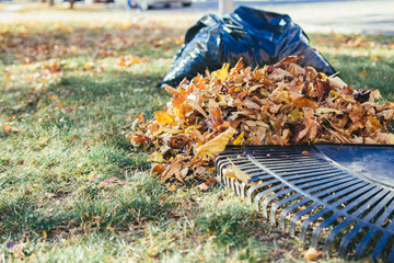Raking autumn fall leaves