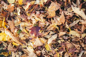Pile of dry autumn leaves