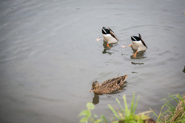 Ducks diving on the lake