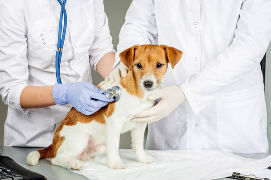 Veterinarian checking up sick dog with stethoscope