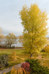 tree with golden leaves in autumn