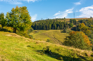 Fototapeta na wymiar tree on a slope in hilly countryside. beautiful nature scenery in early autumn