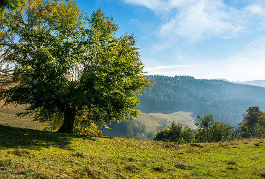 tree on a slope in hilly countryside. beautiful nature scenery in early autumn