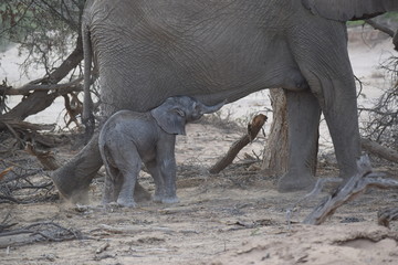 Elefantes del desierto - Namibia