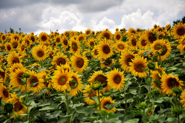 Flowering sunflower in the field