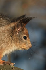 fluffy squirrel in the park