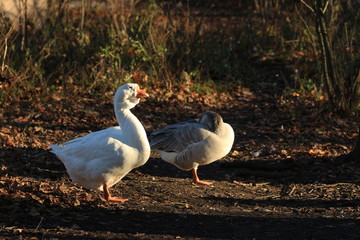 two goose on the shore
