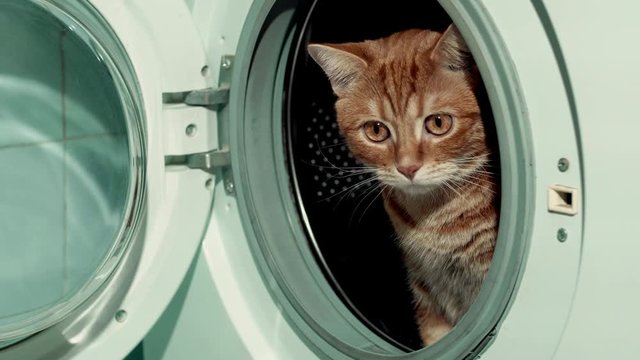 Red cat sitting in washing machine. 4k