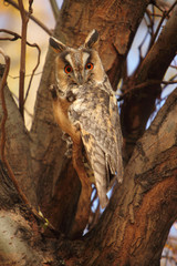 Long-eared Owl | Asio otus