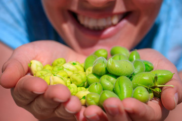 Fresh green chickpeas