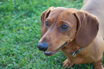 Brown daschund in garden on green grass
