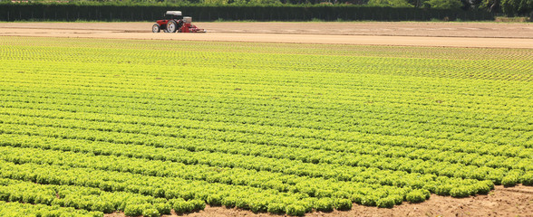 agricultural field with lettuce