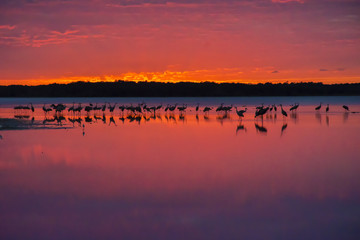 Naklejka premium Roosting sandhill cranes