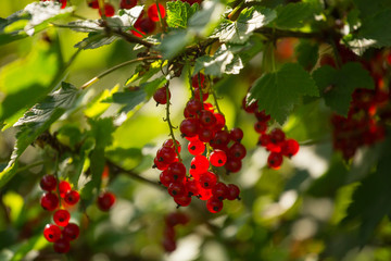 Red currant on the branch with green leaves closeup